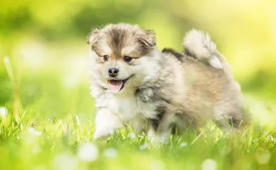 Bright Playful Wallpaper Abstract Wallpaper 4K 2880x1780 A, Playful, Puppy, Trots, Through, Lush, Green, Meadow, Capturing, Essence, Joy, Innocence, Gray, White, Ultrawide, QHD