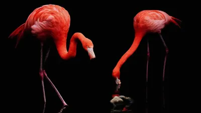 Radiant Two Wallpaper Black/Dark Wallpaper 4K 3840x2160 Two, Vibrant, Flamingos, Stand, And, Feed, Against, A, Dark, Ultra, Desktop, Red, Orange, Ultrawide, 4k