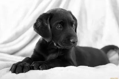Black Puppy Rests Soft Black/Dark Wallpaper 4K 2048x1365 A, Black, Puppy, Rests, On, Soft, Surface, Gazing, Curiously, Charming, Serves, Desktop, White, Ultrawide, Full HD