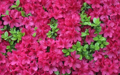 Dreamy Vibrant Wallpaper Nature Wallpaper 4K 1920x1200 Hd, Desktop, Wallpaper, Featuring, Vibrant, Pink, Azalea, Flowers, Fresh, Green, Leaves, Showcasing, Red, Ultrawide, Full HD