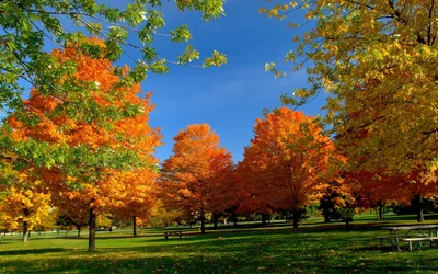 Vibrant Vibrant Wallpaper Nature Wallpaper 4K 2560x1600 Vibrant, Autumn, Trees, In, Shades, Of, Orange, And, Green, Against, Clear, Blue, Pink, Ultrawide, QHD