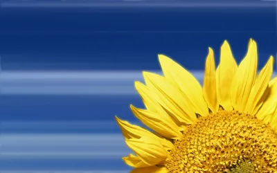 Vibrant Sunflower Calming Nature Wallpaper 4K 1920x1200 A, Vibrant, Sunflower, Against, Calming, Blue, Background, Capturing, Essence, Nature, Serves, Eye-catching, Gray, Ultrawide, Full HD