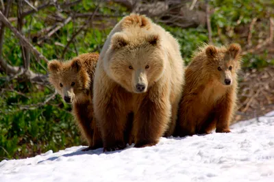 Russian Bear Two Nature Wallpaper 4K 2000x1333 Hd, Desktop, Wallpaper, Featuring, A, Russian, Bear, With, Two, Cubs, Standing, Snow, White, Ultrawide, Full HD
