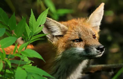 Calm Animal Wallpaper Animals Wallpaper 4K 2560x1654 Animal, Fox, Hd, Desktop, Wallpaper, Background, Image, Brown, Gray, Ultrawide, QHD