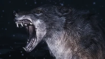 Fierce Wolf Bared Teeth Howls Animals Wallpaper 4K 1920x1080 A, Fierce, Wolf, With, Bared, Teeth, Howls, In, Dark, Snowy, Setting, Creating, Gray, Ultrawide, Full HD