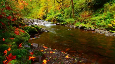 Crisp Serene Wallpaper Nature Wallpaper 4K 2560x1440 A, Serene, Stream, Flows, Through, Vibrant, Forest, Adorned, Lush, Greenery, Colorful, Autumn, Purple, Ultrawide, QHD