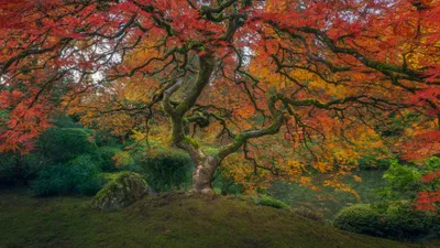 Serene Japanese Garden Nature Wallpaper 4K 2048x1152 Hd, Desktop, Wallpaper, Featuring, A, Serene, Japanese, Garden, Fall, Showcasing, Beautifully, Intricate, Brown, Ultrawide, Full HD