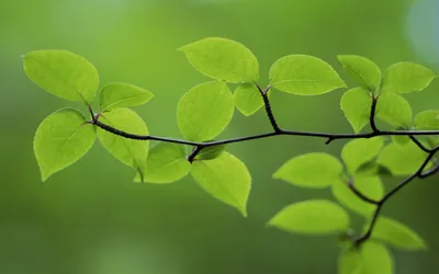 Vibrant General Wallpaper Abstract Wallpaper 4K 2560x1600 Wallpaper, General, 2560x1600, Green, Pink, Ultrawide, QHD