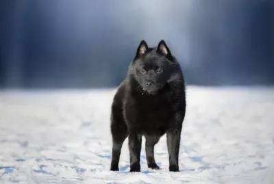 Vibrant Schipperke Wallpaper Animals Wallpaper 4K 2500x1681 Schipperke, Baby, Animal, Dog, Snow, Winter, Puppy, Animals, Desktop, White, Landscape, Full HD