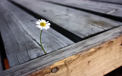 Epic Delicate Wallpaper Wallpaper 4K, Nature category
