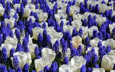 Vibrant Field White Wallpaper 4K, Abstract category
