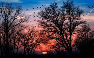 Calm Silhouette Wallpaper Nature Wallpaper 4K 3840x2400 Silhouette, Of, Trees, Against, A, Stunning, Sunset, With, Flock, Birds, Sky, Creating, Green, Red, Pink, Ultrawide, 4K