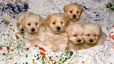 Golden Group Wallpaper Abstract Wallpaper 4K 1920x1080 Hd, Desktop, Wallpaper, Featuring, A, Group, Of, Five, Fluffy, Puppies, Resting, Colorful, Gray, Ultrawide, Full HD