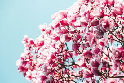 Pink Flower Spring Nature Wallpaper 4K 5760x3840 Pink, Flower, Spring, Nature, Blossom, Hd, Desktop, White, Landscape, 4k