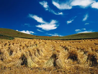Autumn Field Nature Nature Wallpaper 4K 1600x1200 Autumn, Field, Red, Brown, Landscape