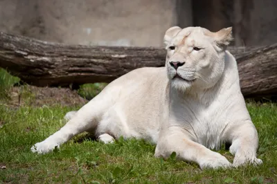 Majestic White Lion Animals Wallpaper 4K 2048x1365 Hd, Desktop, Wallpaper, Featuring, A, Majestic, White, Lion, Lounging, Grass, Log, Gray, Ultrawide, Full HD