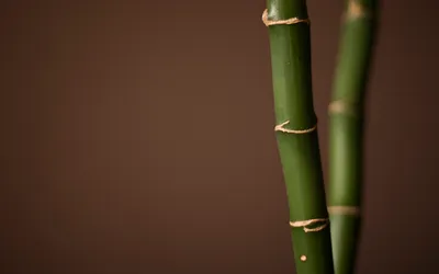 Close Slender Bamboo Stalks Muted Abstract Wallpaper 4K 1920x1200 Close-up, Of, Slender, Bamboo, Stalks, Against, A, Muted, Showcasing, Rich, Green, Hues, Purple, Brown, Ultrawide, Full HD