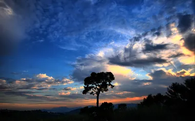Dark Solitary Wallpaper Nature Wallpaper 4K 2560x1600 A, Solitary, Tree, Silhouetted, Against, Vibrant, Sunset, Sky, Filled, Clouds, Showcases, Beauty, Brown, Ultrawide, QHD