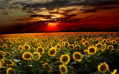 Radiant Vibrant Wallpaper Nature Wallpaper 4K 2560x1600 A, Vibrant, Field, Of, Sunflowers, Stretches, Towards, Dramatic, Sunset, Rich, Colors, Illuminating, Brown, Orange, Ultrawide, QHD