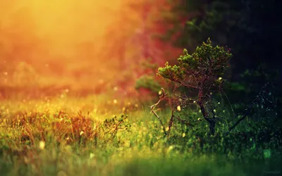 Vibrant Sunlit Plant Natural Setting Abstract Wallpaper 4K 1920x1200 Hd, Pc, Desktop, Wallpaper, Showcasing, A, Vibrant, Sunlit, Plant, Natural, Setting, Golden, Orange, Ultrawide, Full HD