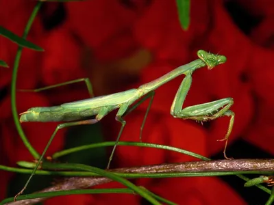 Animal Green Praying Animals Wallpaper 4K 1600x1200 Hd, Pc, Desktop, Wallpaper, Showing, An, Animal, A, Green, Praying, Mantis, Perched, Brown, Landscape
