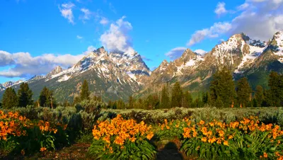 Vivid Vibrant Wallpaper Nature Wallpaper 4K 2749x1557 Hd, Desktop, Wallpaper, Showcasing, A, Vibrant, Spring, Landscape, Blooming, Orange, Flowers, Foreground, Pink, Yellow, Ultrawide, QHD