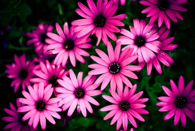 Bright Vibrant Wallpaper Black/Dark Wallpaper 4K 2048x1379 Vibrant, Clusters, Of, Pink, Daisies, Bloom, Against, A, Dark, Backdrop, Creating, Striking, Landscape, Full HD