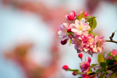 Vibrant Pink White Blossoms Abstract Wallpaper 4K 2048x1360 Hd, Pc, Desktop, Wallpaper, Featuring, Vibrant, Pink, And, White, Blossoms, Branch, Set, Ultrawide, Full HD