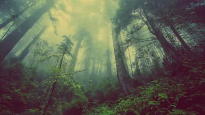 Radiant Foggy Wallpaper Nature Wallpaper 4K 3840x2160 4k, Ultra, Hd, Desktop, Wallpaper, Of, A, Foggy, Forest, Canopy, Dense, Greenery, Gray, Ultrawide
