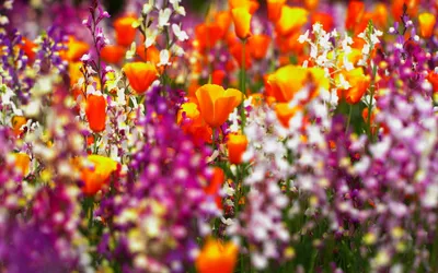 Dreamy Vibrant Wallpaper Nature Wallpaper 4K 1920x1200 A, Vibrant, Display, Of, Orange, Purple, And, White, Flowers, Lush, Natural, Setting, Red, Yellow, Ultrawide, Full HD