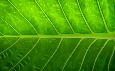 Golden Macro Wallpaper Nature Wallpaper 4K 4891x3031 4k, Ultra, Hd, Pc, Desktop, Wallpaper, Macro, Nature, Close-up, Vibrant, Green, Red, Ultrawide