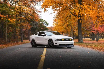 White Mustang Muscle Car Tree Cars Wallpaper 4K 6016x4016 5k, Ultra, Hd, Desktop, Wallpaper, Of, A, White, Ford, Mustang, Muscle, Car, Gray, Landscape, 4k