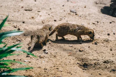 Cute Meerkats Foraging Wallpaper 4K, Abstract category