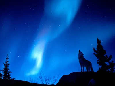Majestic Wolf Howls Space Wallpaper 4K 1600x1200 A, Majestic, Wolf, Howls, Under, Vibrant, Aurora, Borealis, Surrounded, Starry, Night, Sky, Yellow, Pink, Red, Landscape