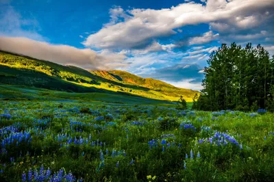 Crisp Vibrant Wallpaper Nature Wallpaper 4K 2048x1365 A, Vibrant, Meadow, In, Colorado, Showcases, Blue, Flowers, Against, Stunning, Backdrop, Mountains, Red, Ultrawide, Full HD