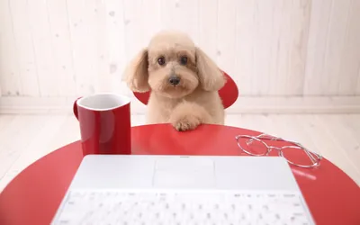 Vivid Small Wallpaper Animals Wallpaper 4K 1920x1200 Hd, Pc, Desktop, Wallpaper, Small, Fluffy, Dog, Perched, Red, Table, Behind, Laptop, White, Ultrawide, Full HD