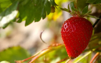 Close Ripe Strawberry Abstract Wallpaper 4K 2880x1800 A, Close-up, Of, Ripe, Strawberry, Hanging, Among, Green, Leaves, Showcasing, Vibrant, Red, Brown, White, Ultrawide, QHD