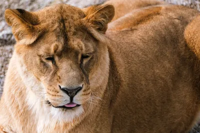 Close Lion Anime Wallpaper 4K, Animals category