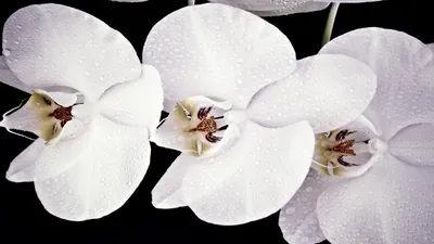 Three White Orchid Flowers Nature Wallpaper 4K 1920x1080 Hd, Pc, Desktop, Wallpaper, Of, Three, White, Orchid, Flowers, Water, Droplets, Petals, Ultrawide, Full HD