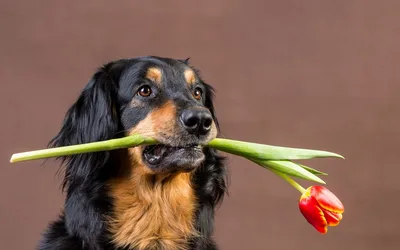 Golden Dog Wallpaper Animals Wallpaper 4K 1920x1200 A, Dog, Holds, Tulip, Stem, In, Its, Mouth, Set, Against, Warm, Brown, Ultrawide, Full HD