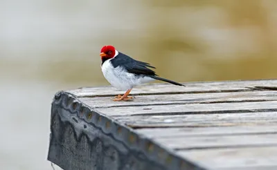 Golden Vibrant Wallpaper Animals Wallpaper 4K 2560x1575 A, Vibrant, Cardinal, Bird, Stands, Gracefully, On, Wooden, Dock, Surrounded, Nature, Creating, Gray, White, Ultrawide, QHD