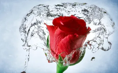 Vibrant Red Rose Nature Wallpaper 4K 2560x1600 A, Vibrant, Red, Rose, Bud, Surrounded, By, Splashes, Water, Captured, Stunning, Detail, White, Ultrawide, QHD