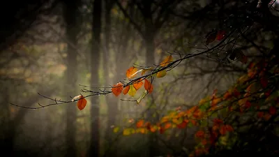 Close Autumn Leaves Shades Nature Wallpaper 4K 1920x1080 A, Close-up, Of, Autumn, Leaves, In, Shades, Orange, Yellow, Clinging, Branch, Set, Brown, Ultrawide, Full HD