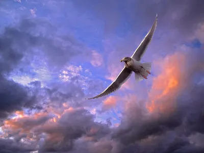 Bird Mid Flight Nature Wallpaper 4K 1600x1200 Hd, Pc, Desktop, Wallpaper, Showcasing, A, Bird, In, Mid-flight, Against, Vibrant, Colorful, Pink, Gray, Landscape