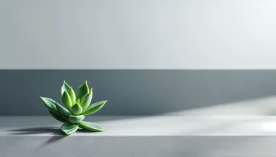 Vibrant Succulent Sits Minimal Wallpaper 4K 4344x2472 A, Vibrant, Succulent, Sits, Gracefully, On, Sleek, Minimalistic, Surface, Illuminated, Soft, Light, White, Ultrawide, 4k