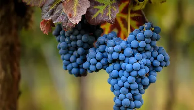 Misty Close Wallpaper Abstract Wallpaper 4K 1920x1091 Close-up, Hd, Pc, Desktop, Wallpaper, Of, Ripe, Blue, Grapes, Vine, Food, Fruit, Gray, Orange, Ultrawide, Full HD