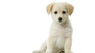 Cute White Puppy Sitting Plain Abstract Wallpaper 4K 1920x1080 Hd, Pc, Desktop, Wallpaper, Featuring, A, Cute, White, Puppy, Sitting, Against, Plain, Gray, Ultrawide, Full HD