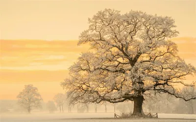 Depicting Snow Covered Nature Wallpaper 4K 1920x1200 A, Stunning, Hd, Wallpaper, Depicting, Snow-covered, Tree, Sunset, Wintery, Landscape, Showcases, Nature, White, Ultrawide, Full HD