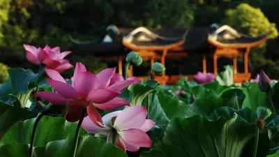 Sleek Blooming Wallpaper Nature Wallpaper 4K 1920x1080 Hd, Desktop, Wallpaper, Featuring, Blooming, Pink, Lotus, Flowers, Amidst, Lush, Green, Leaves, Gray, Ultrawide, Full HD