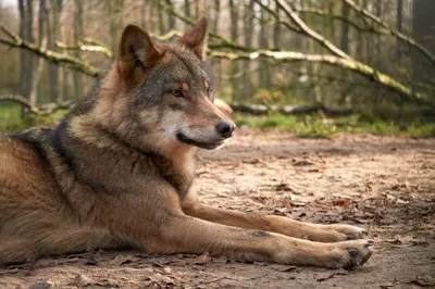 Wolf Resting Sunlit Forest Animals Wallpaper 4K 2048x1365 Wolf, Resting, In, A, Sunlit, Forest, Clearing, Animal, Portrait, Desktop, Gray, Ultrawide, Full HD